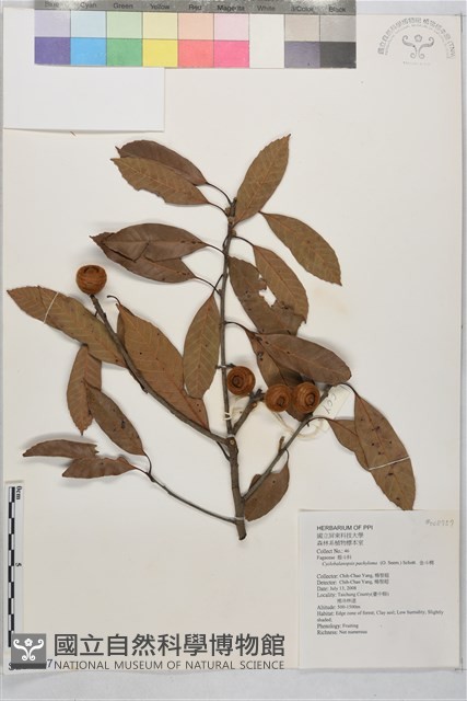 捲斗櫟藏品圖，第1張