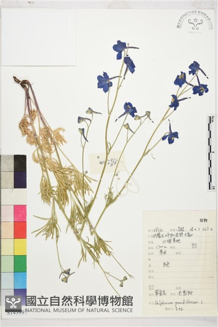 大花飛燕草藏品圖，第1張