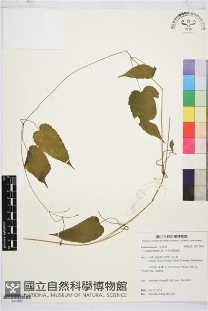 Accession Number:S212597 Collection Image