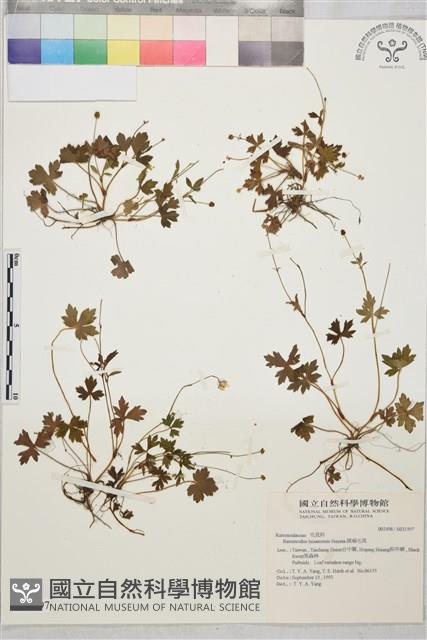 鹿場毛茛藏品圖，第1張