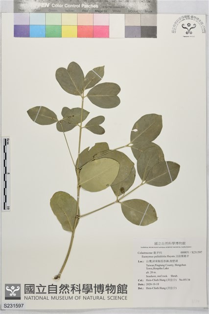 淡綠葉衛矛藏品圖，第1張