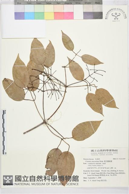 麥氏鐵線蓮藏品圖，第2張