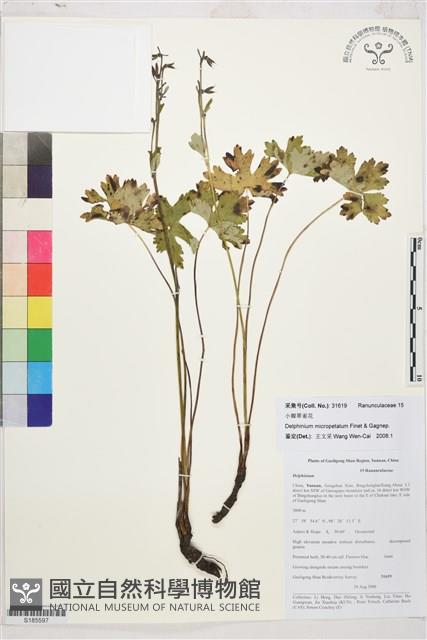 小瓣翠雀花藏品圖，第1張