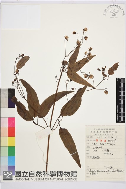 山木通藏品圖，第1張