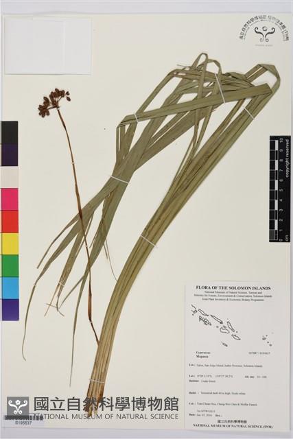 登錄號:S195637藏品圖，第1張