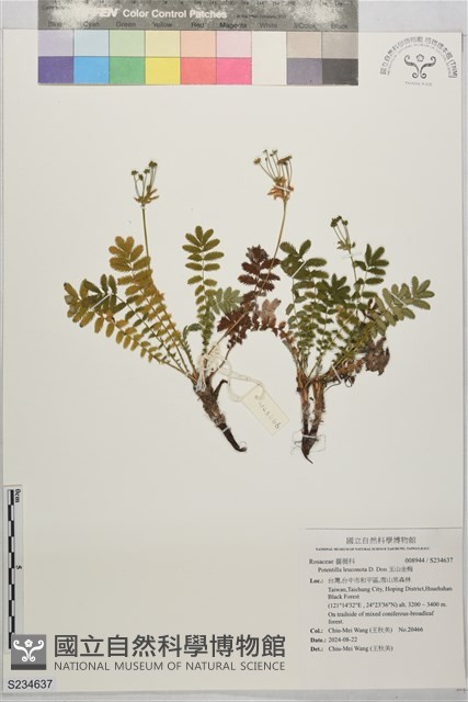 玉山金梅藏品圖，第1張