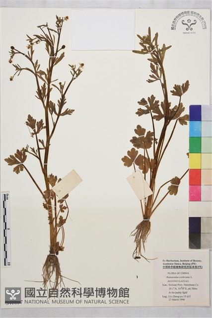 石龍芮藏品圖，第1張