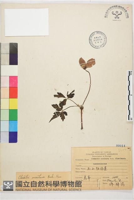 繡球藤藏品圖，第1張