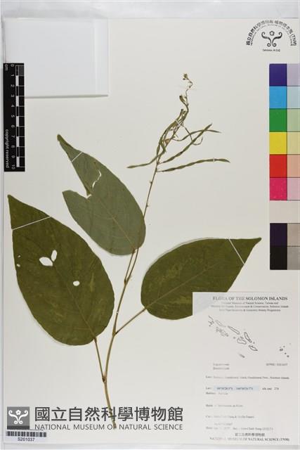 登錄號:S201037藏品圖，第1張