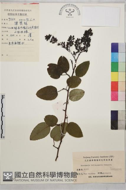 牯嶺勾兒菜, 臺灣黃鱔藤藏品圖，第1張