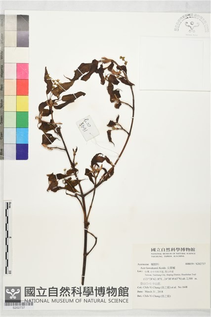 尖葉槭藏品圖，第1張