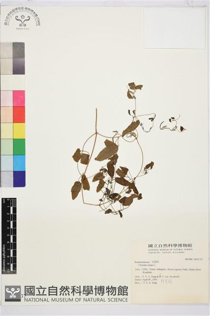 登錄號:S031737藏品圖，第1張