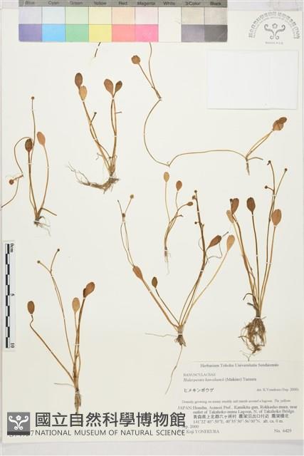 登錄號:S074737藏品圖，第1張