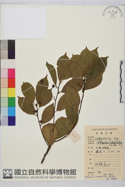 鈍齒鼠李藏品圖，第1張