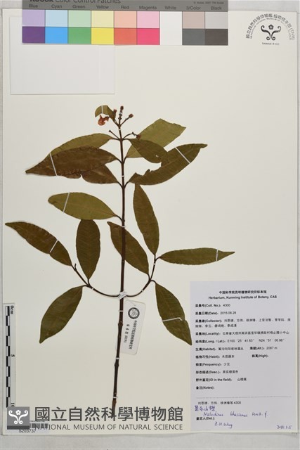 景東山橙藏品圖，第1張