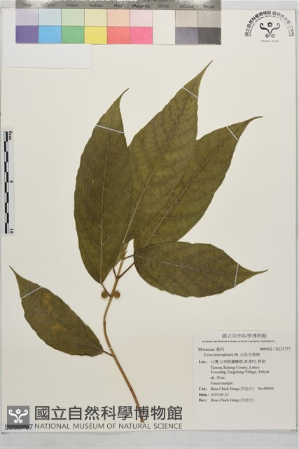 尖尾長葉榕藏品圖，第1張