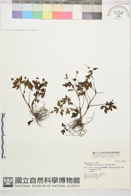 水辣菜、禺毛茛藏品圖，第1張