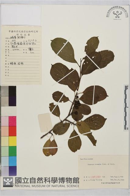 鈍齒鼠李藏品圖，第1張