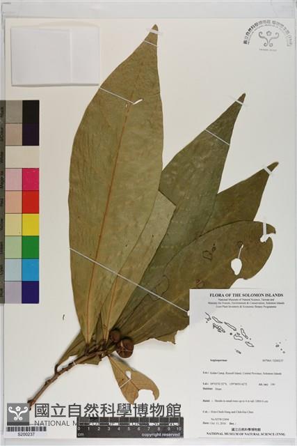 登錄號:S200237藏品圖，第1張