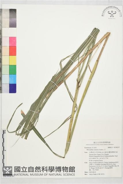 芒藏品圖，第1張