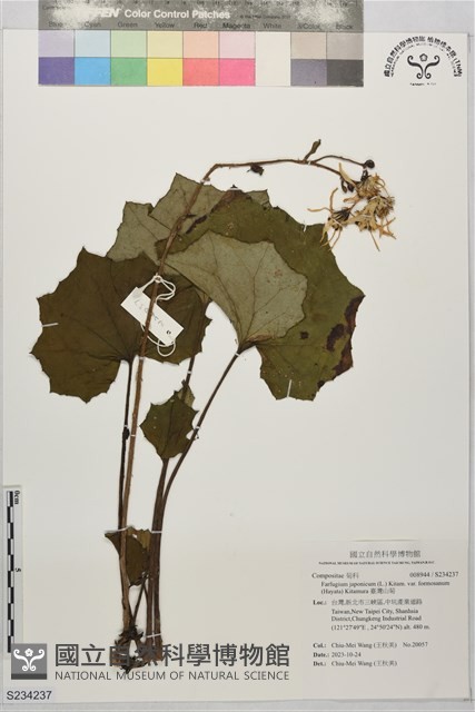 臺灣山菊藏品圖，第1張