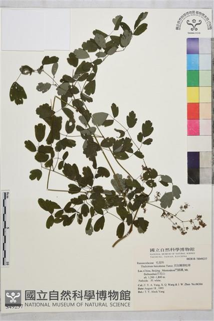 貝加爾唐松草藏品圖，第1張