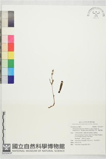 細葉零餘子草、腳根蘭藏品圖，第1張