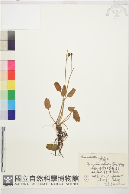 長葉鹼毛茛藏品圖，第1張