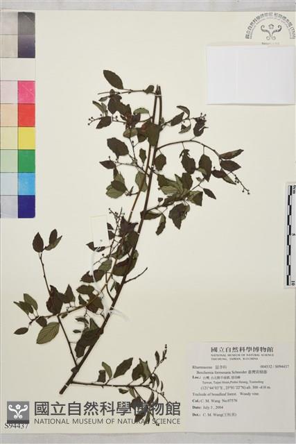 臺灣黃鱔藤藏品圖，第1張