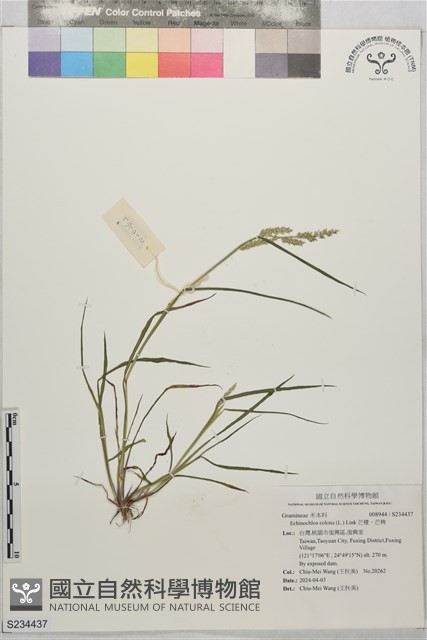芒稷、芒稗藏品圖，第1張