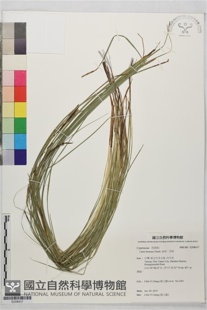 束草、莎草藏品圖，第1張