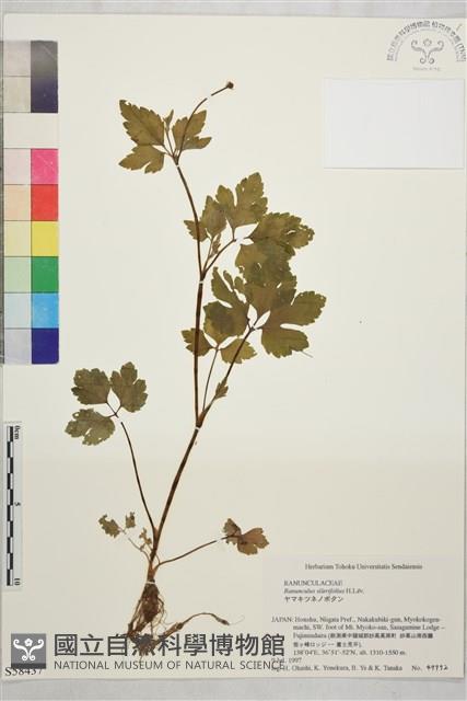 鉤柱毛茛藏品圖，第1張