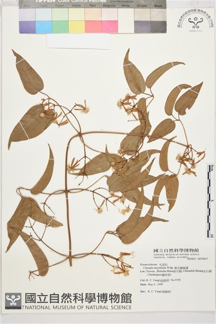 麥氏鐵線蓮藏品圖，第2張