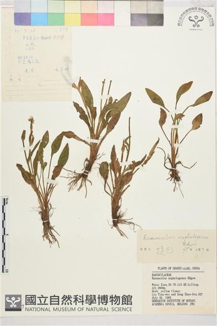 雲生毛茛藏品圖，第1張