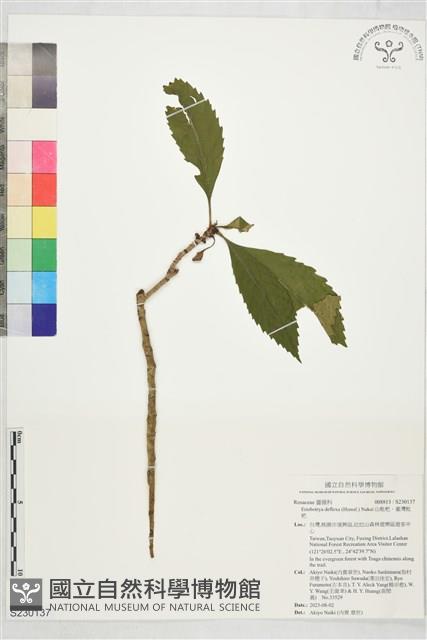 山枇杷、臺灣枇杷藏品圖，第1張