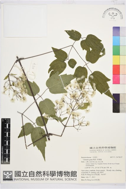 串鼻龍藏品圖，第1張