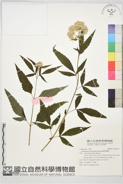 臺灣澤蘭藏品圖，第1張
