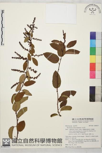 勾兒茶藏品圖，第1張