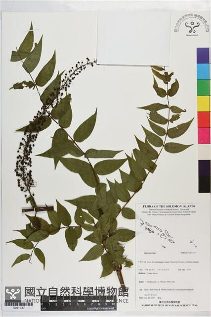 登錄號:S201337藏品圖，第1張