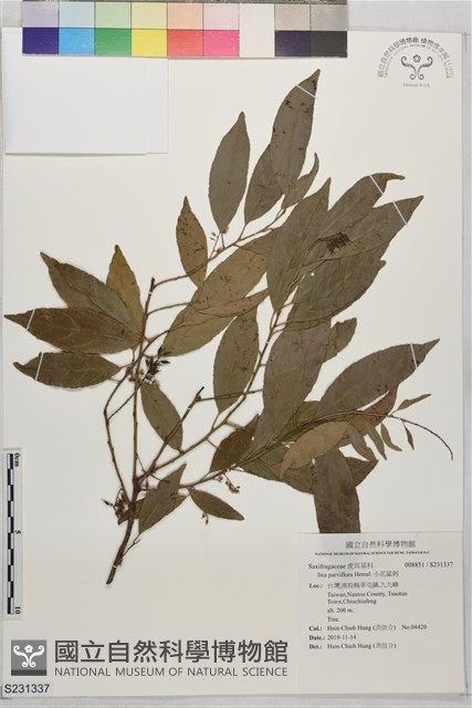 小花鼠刺藏品圖，第1張