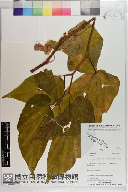登錄號:S203337藏品圖，第1張
