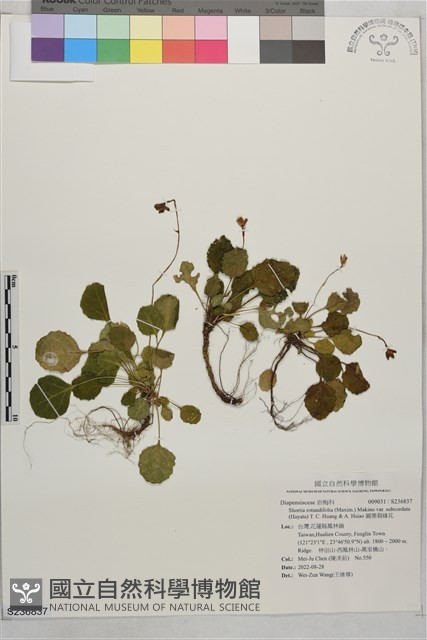 圓葉裂緣花藏品圖，第1張
