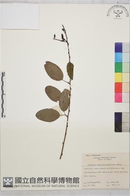 脫毛大葉勾兒菜藏品圖，第1張