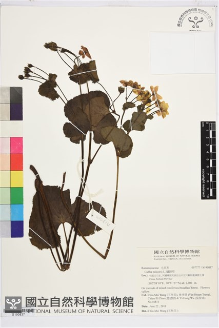 驢蹄草藏品圖，第1張