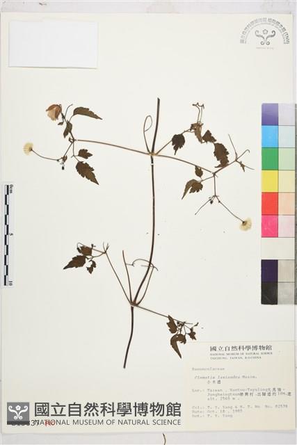 小木通藏品圖，第2張