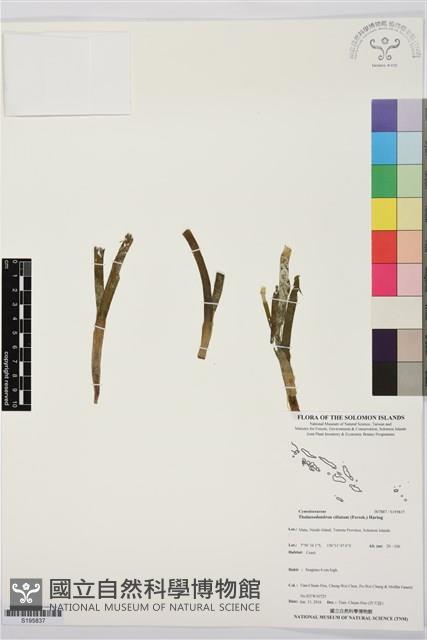 登錄號:S195837藏品圖，第1張