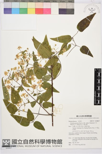 梨山小蓑衣藤藏品圖，第1張