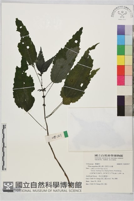 長柄冷水麻藏品圖，第1張