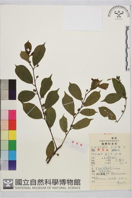 鈍齒鼠李藏品圖，第2張