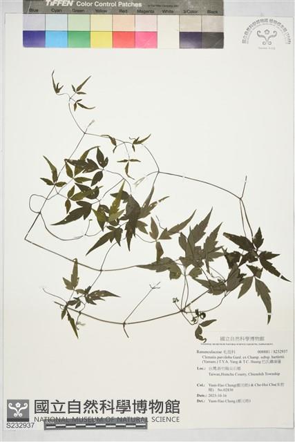 巴氏鐵線蓮藏品圖，第1張